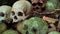 Old mossy green human skulls laying on ground, coin in orbit, Trunyan Cemetery