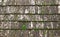 Old mossy shingles on a wood roof is farmhouse