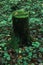 Old mossy stump in a dense autumn European forest