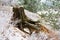 Old mossy stump under snow in the forest, early