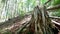 Old mossy tree stump in deep evergreen highland forest. Amazing nature tracking video