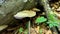 Old mossy tree stump with Tinder Polypore Fungus (Fomes fomentarius) in deep evergreen highland forest