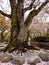 Old mossy trunk of Sakura tree and park floor covered with pink flower petals, Nagahama, Japan