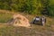 Old motorcycle with sidecar and haystack