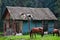 An old mountain refuge in a deserted mountain area with two horses in front of it on a green meadow with a background a pine fores