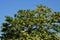 Old multi-stemmed acacia tree in winter sunset without leaves. The tree is bringing wood to the posts into the vineyards. in summe