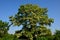 Old multi-stemmed acacia tree in winter sunset without leaves. The tree is bringing wood to the posts into the vineyards. in summe