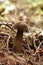 Old Mushroom on forest floor