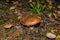 Old mushroom Slippery jack Suillus luteus in pine forest.