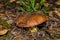 Old mushroom Slippery jack Suillus luteus in pine forest closeup.