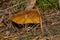 Old mushroom Slippery jack Suillus luteus under a pine tree. Suillus luteus closeup.