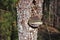 An old mushroom tinder fungus grows on a tree. Tree bark closeup covered with fungal growths.