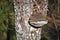 An old mushroom tinder fungus grows on a tree. Tree bark closeup covered with fungal growths.