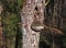 An old mushroom tinder fungus grows on a tree. Tree bark closeup covered with fungal growths.