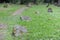 Old muslim cemetery in the village of Kruszyniany, in Podlaskie Voivodeship, in eastern Poland where Tatars live