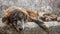 Old mutt sleeping outdoors in a stone bench. A sad and senior stray dog abandoned in the streets.