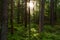 An old mysterious boreal pine grove forest in Estonia, Europe