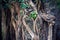 Old mystery roots in a Danish forest