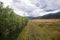 An old narrow-gauge railway between the dense thickets of willow