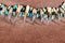 Old Native American Lakota necklace made of raptor claws and turquoise stones on brown felt