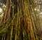 Old Natural Trees at Kebun Raya Bogor, indonesia