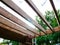 Old natural wood grain roof rafters vs new stained redwood color with large tree background, house remodel, oil latex paint