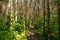 Old needle forest in im beech forest