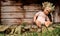 Old neglected doll in front of a derelict shed.