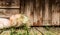 Old neglected doll in front of a derelict shed.