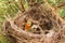 Old nest with a cracked egg at sunset in my garden