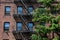 Old New York City Generic Brick Apartment Exterior with a Fire Escape and a Green Pine Tree