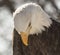 Old North American Bald Eagle bowing his head