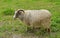 Old Norwegian sheep breed (Villsau)