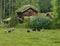 Old Norwegian sheep breed Villsau in pasture in old village. Norway