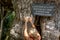 Old oak 1200 years old in Allouville-Bellefosse Normandy France
