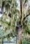 Old Oak Draped with Green Spanish Moss