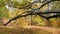 Old oak with dried branches on the background of autumn oaks