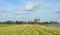 Old oak in field, Lithuania