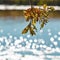 Old oak Leaves With Sunshine Light Flares with Blue River Flow Against Autumn Scenery With Blue Skies on Field of Polesye Natural