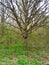 Old oak without leaves among young trees covered with leaves. Forest wakes up from hibernation.