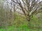 Old oak without leaves among young trees covered with leaves. Forest wakes up from hibernation.