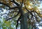 Old oak with a powerful trunk at an autumn day. Low shooting point