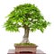 Old oak Quercus robur as green bonsai tree