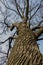 An old oak raises its branches on a blue sky