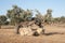 An old oak resting on granite rocks so that its branches do not break