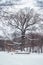 Old oak tree in the age of 585 years standing in the woods in winter