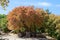 Old oak tree in autumn colours, Spain