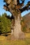 Old oak tree in autumn - Detail of the trunk