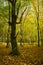 Old oak tree in the autumn forest