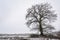 Old oak tree with bare branches on a field with some snow, light